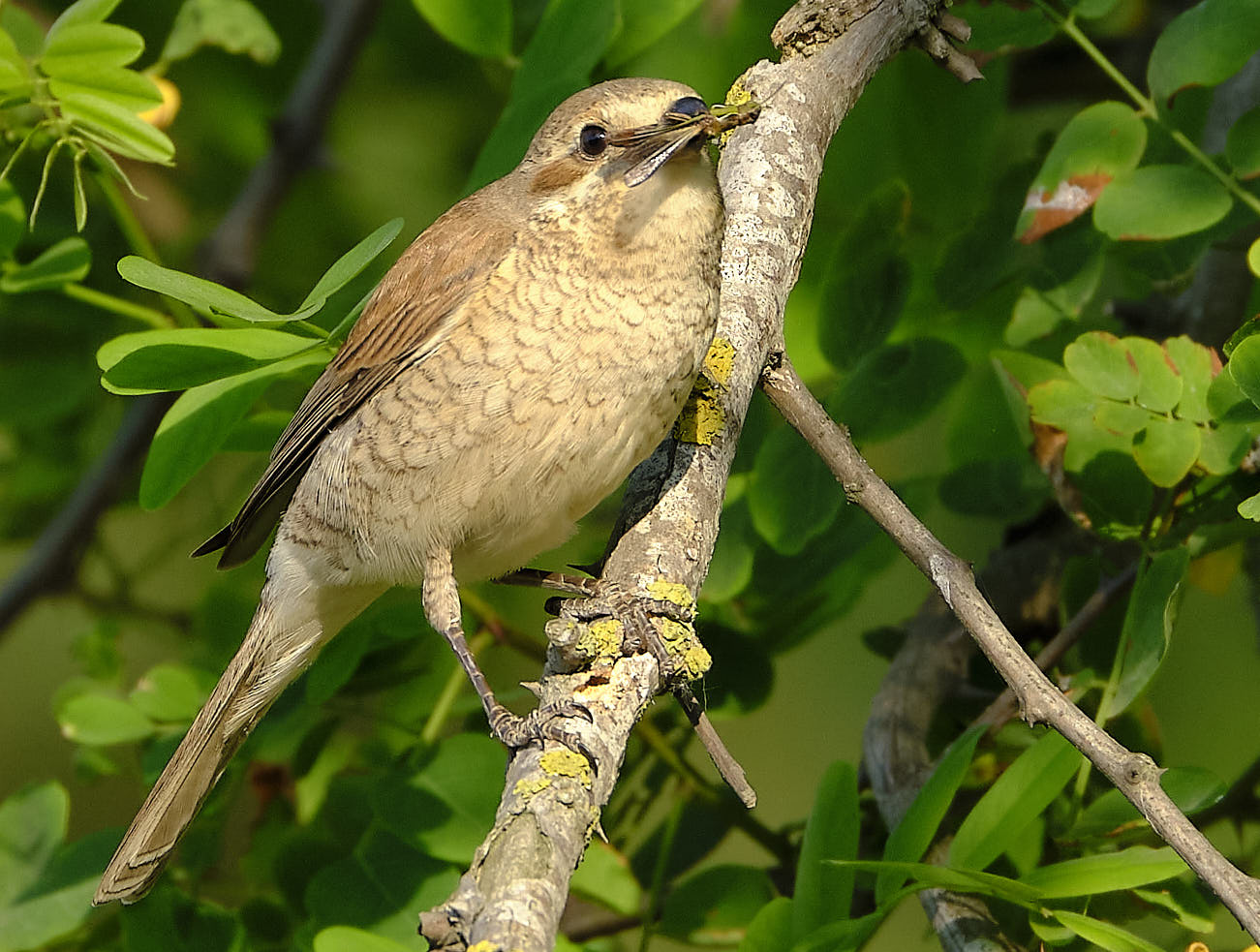 Kızılsırtlı örümcekkuşu » Red-backed Shrike » Lanius collurio