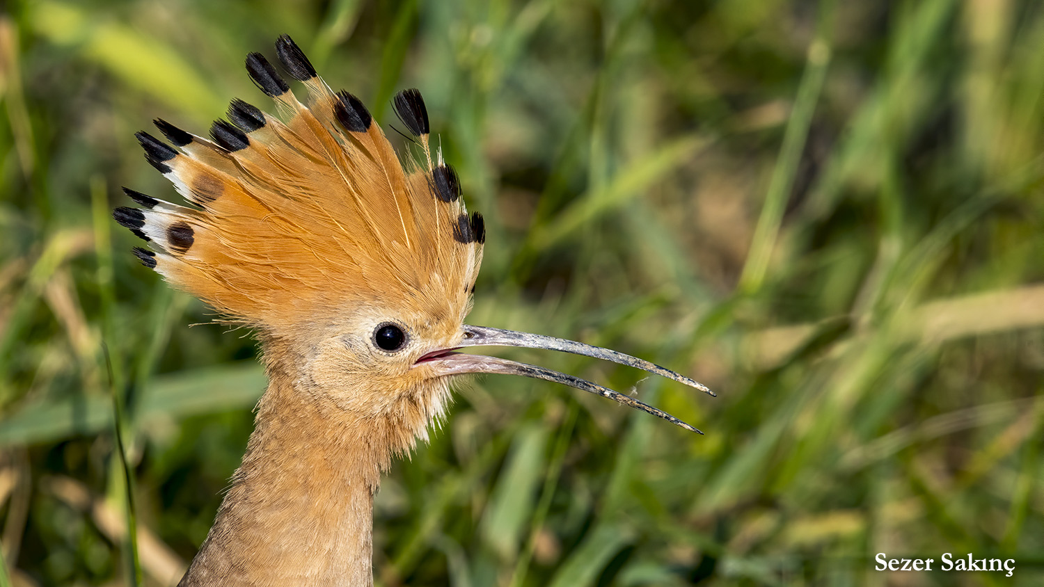 İbibik » Eurasian Hoopoe » Upupa epops