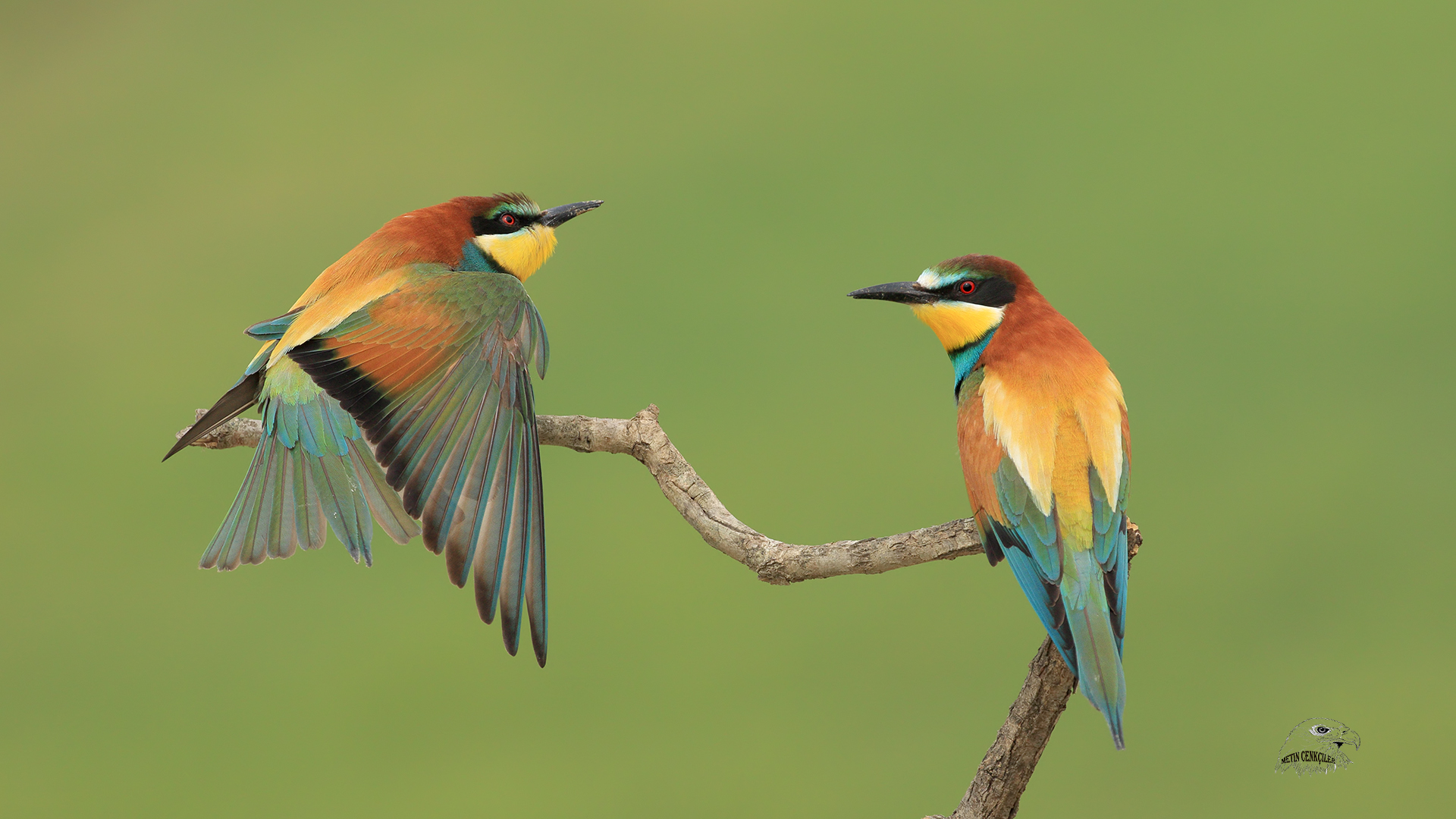 Arıkuşu