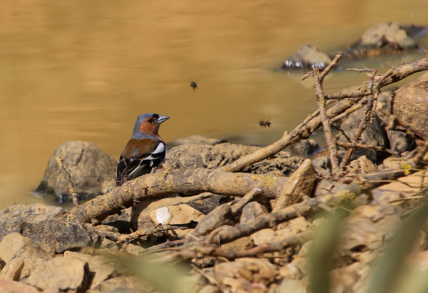 İspinoz » Common Chaffinch » Fringilla coelebs