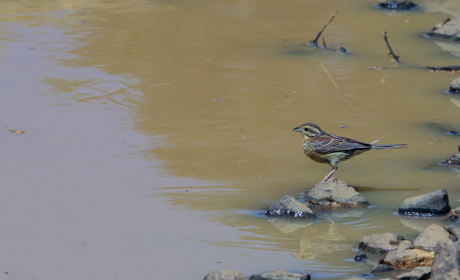 Bahçe kirazkuşu » Cirl Bunting » Emberiza cirlus