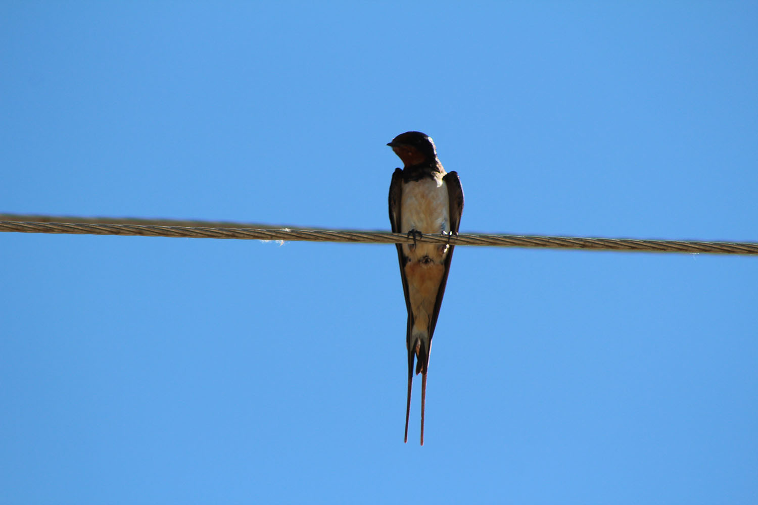 Kır kırlangıcı » Barn Swallow » Hirundo rustica
