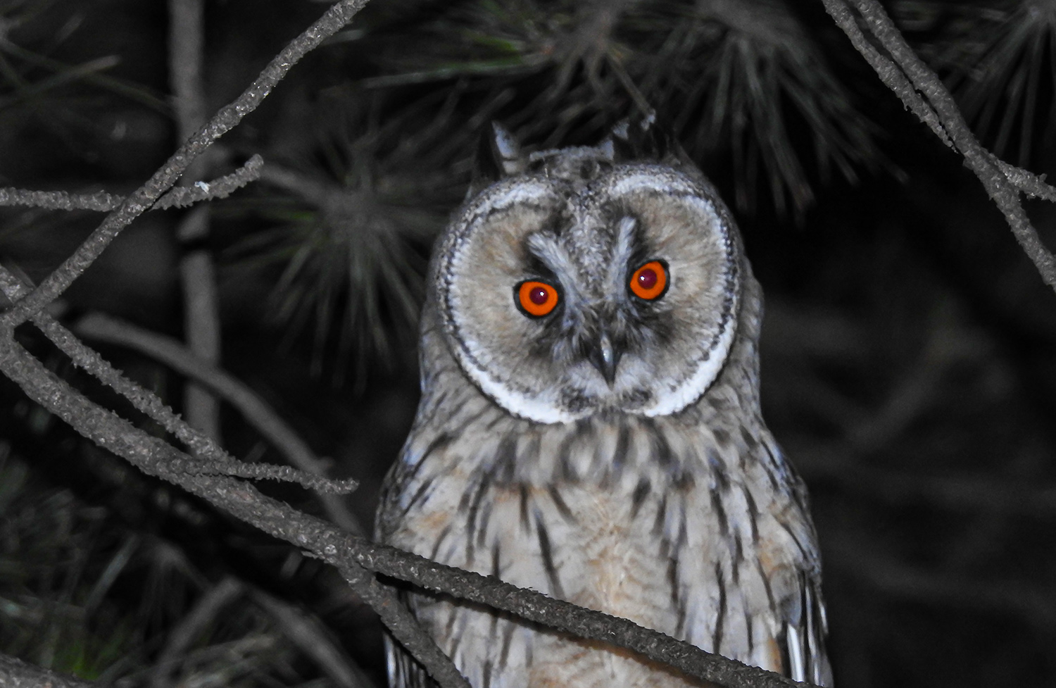 Kulaklı orman baykuşu » Long-eared Owl » Asio otus