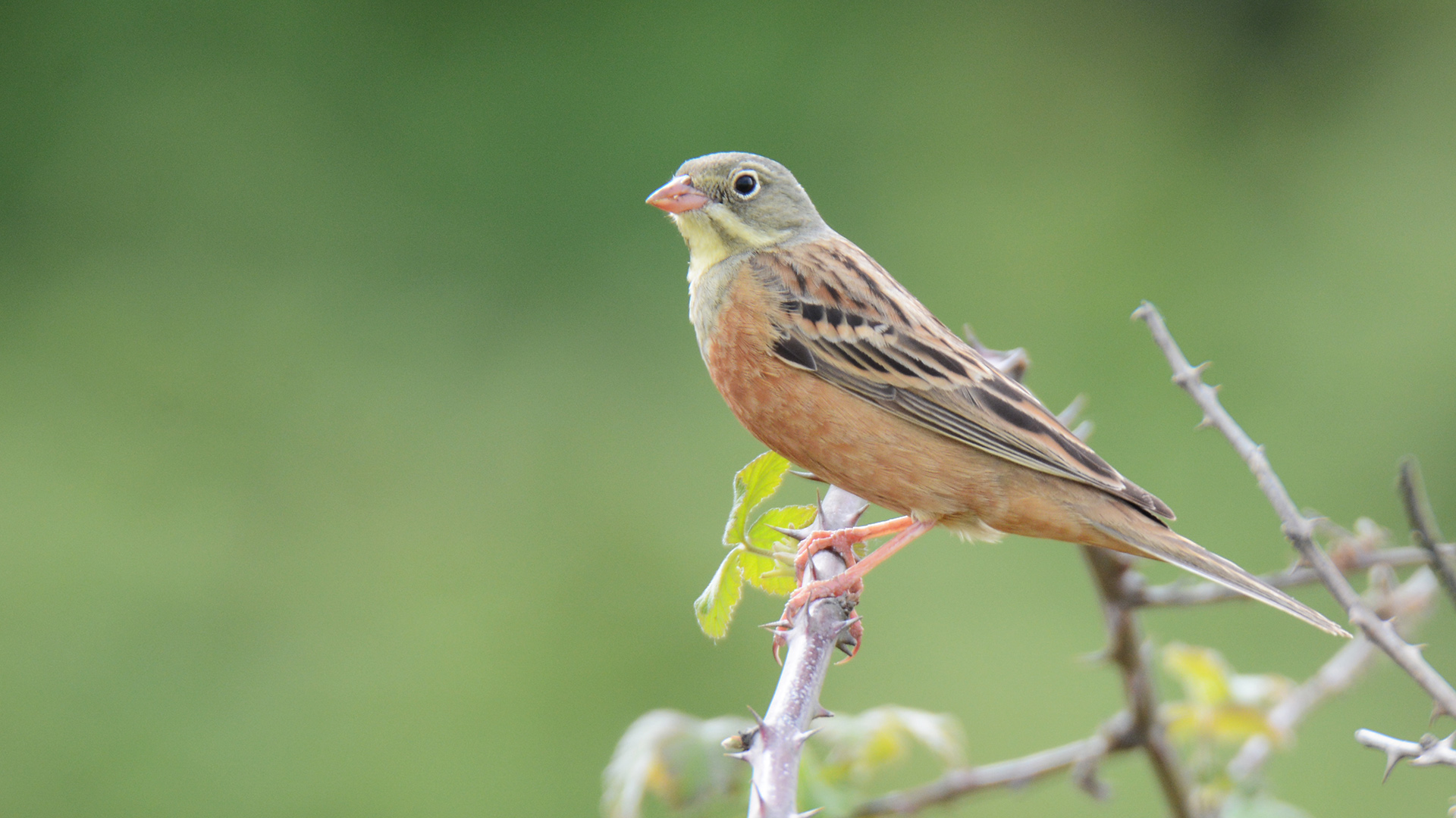Kirazkuşu » Ortolan Bunting » Emberiza hortulana