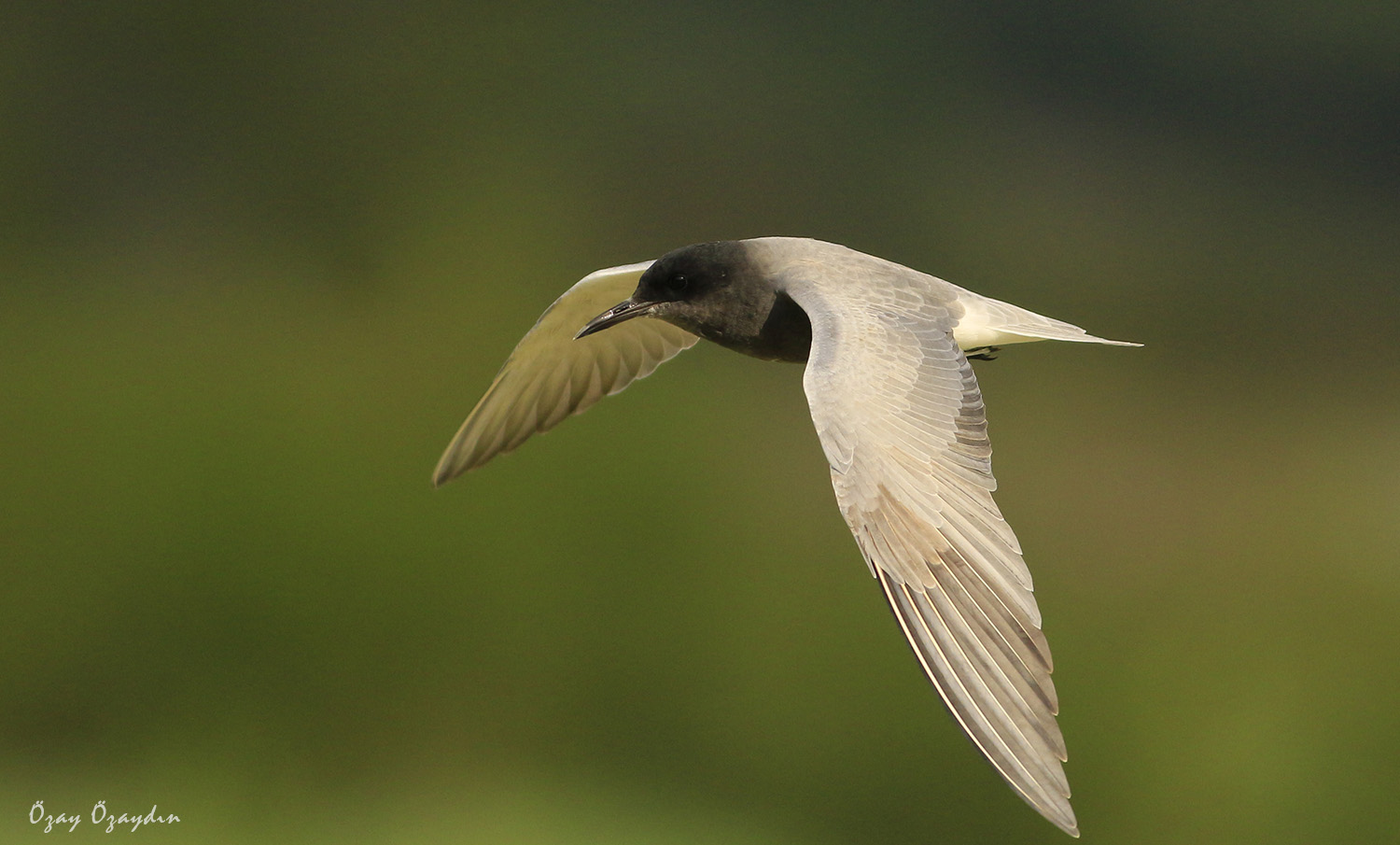 Kara sumru » Black Tern » Chlidonias niger
