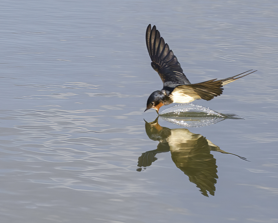 Kır kırlangıcı » Barn Swallow » Hirundo rustica