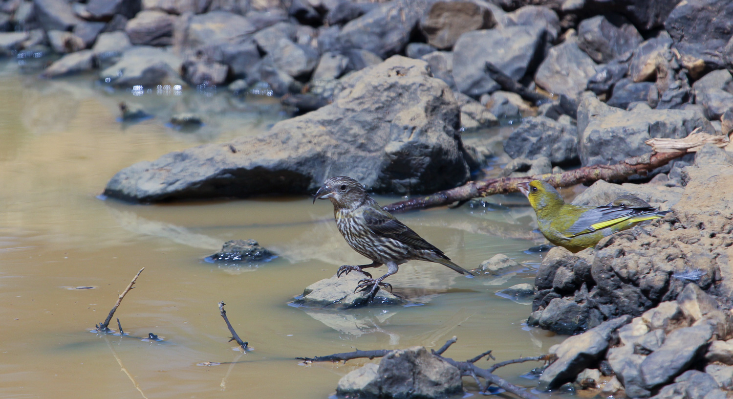 Çaprazgaga » Red Crossbill » Loxia curvirostra