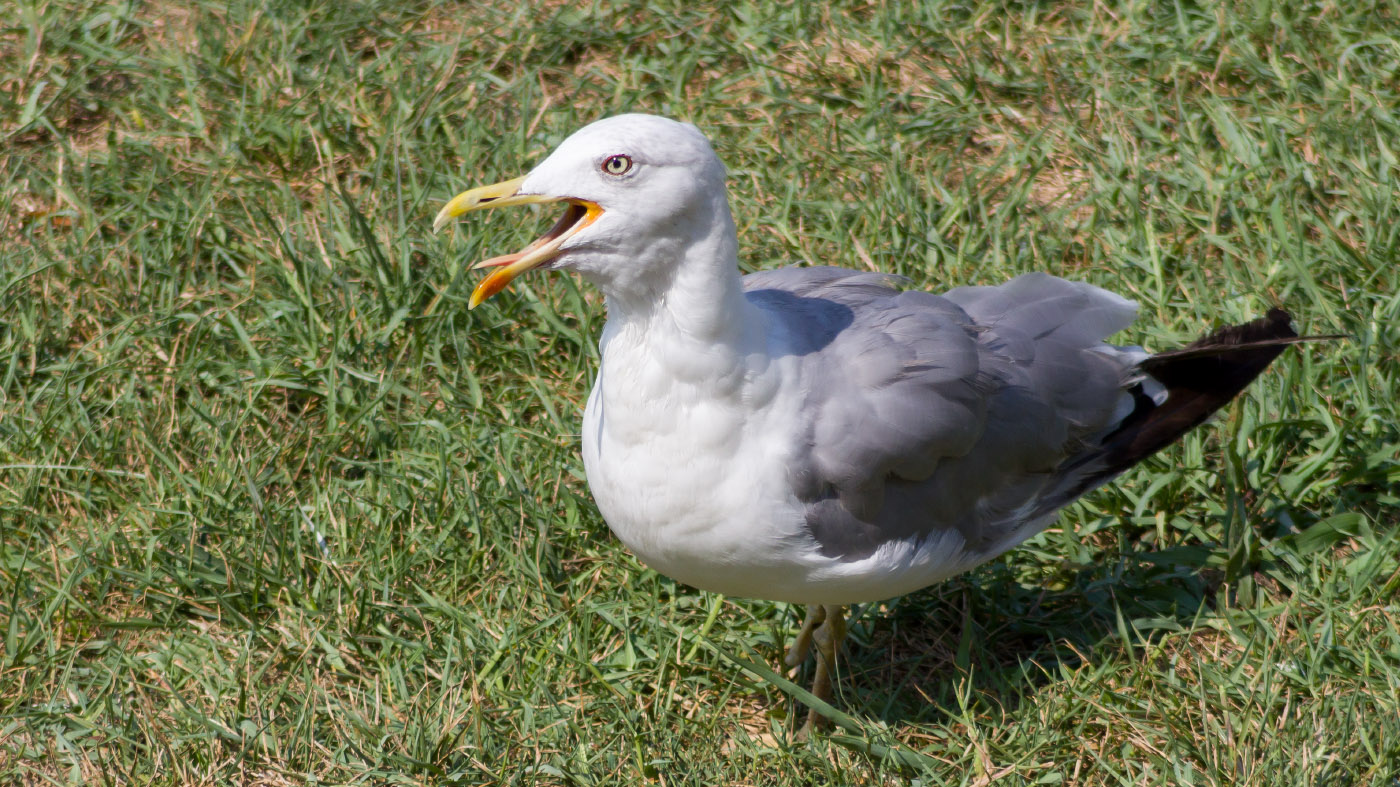 Gümüş martı » Yellow-legged Gull » Larus michahellis