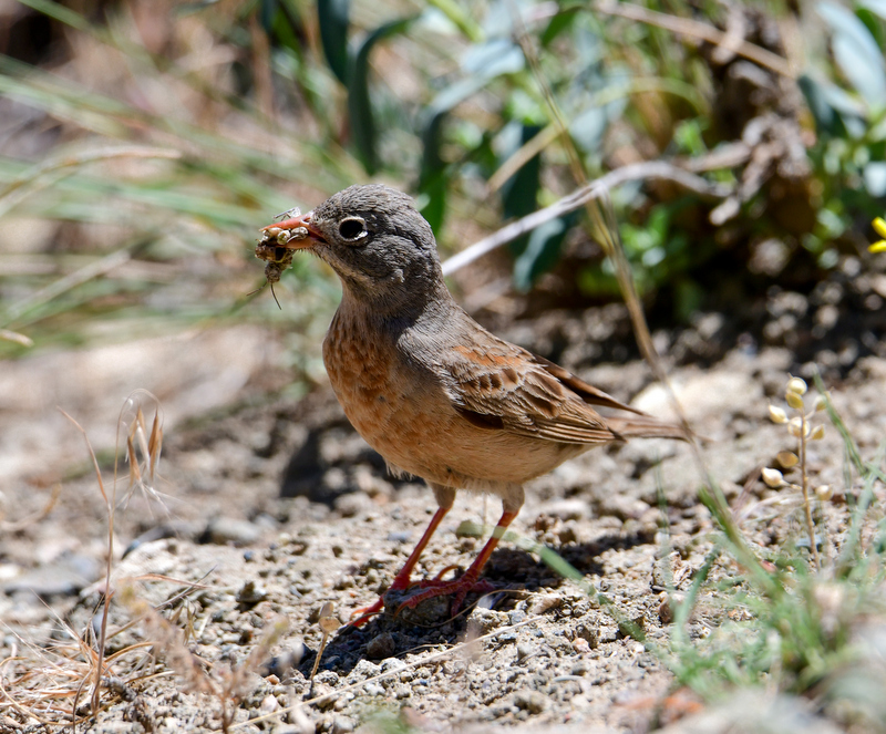 Doğu kirazkuşu » Grey-necked Bunting » Emberiza buchanani