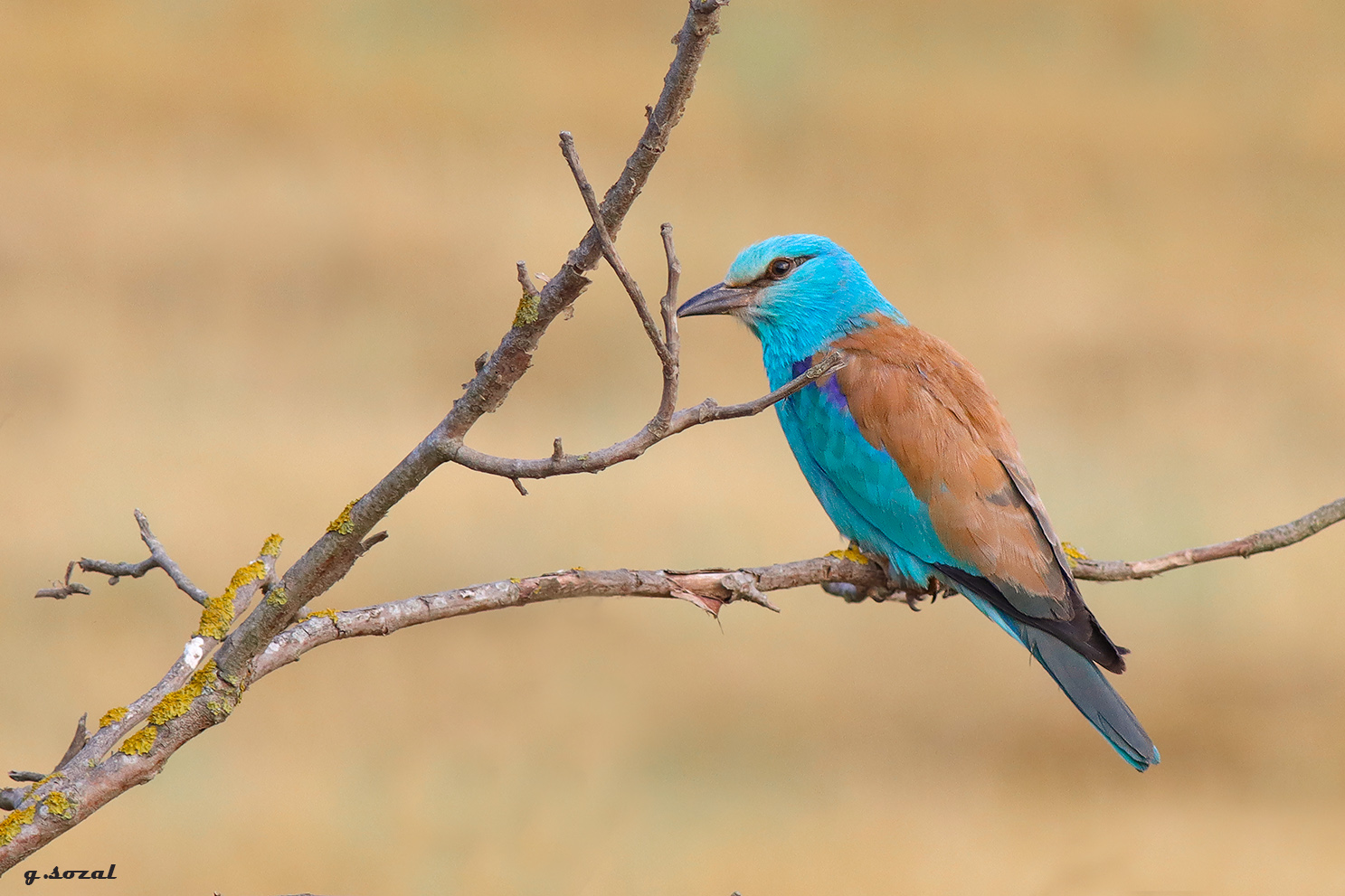 Gökkuzgun » European Roller » Coracias garrulus