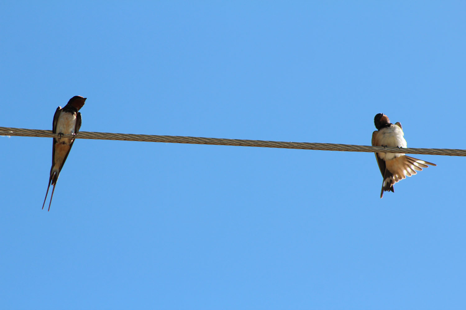 Kır kırlangıcı » Barn Swallow » Hirundo rustica