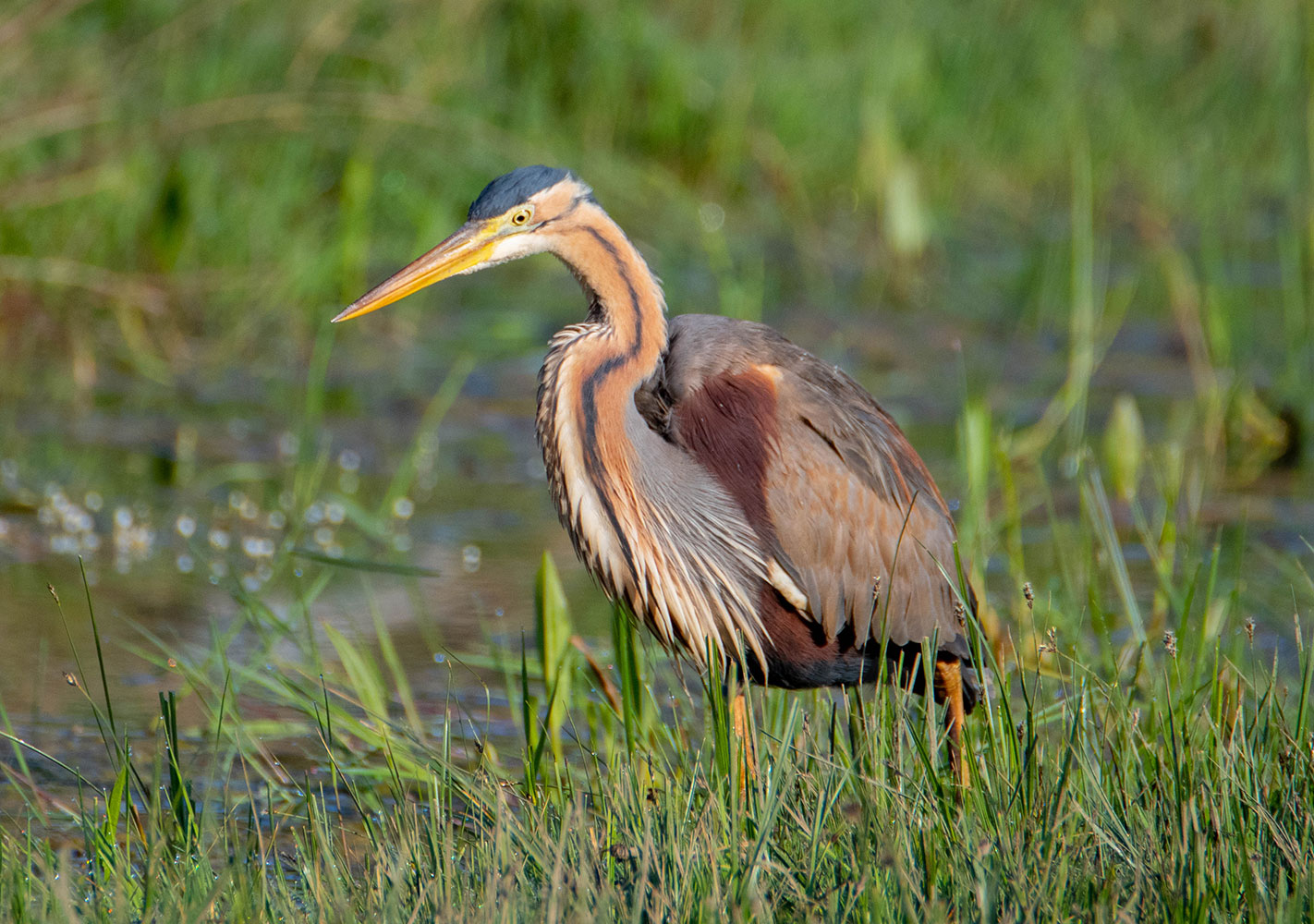 Erguvani balıkçıl » Purple Heron » Ardea purpurea