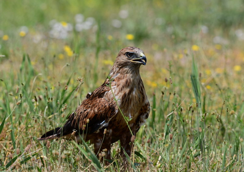 Kızıl şahin » Long-legged Buzzard » Buteo rufinus