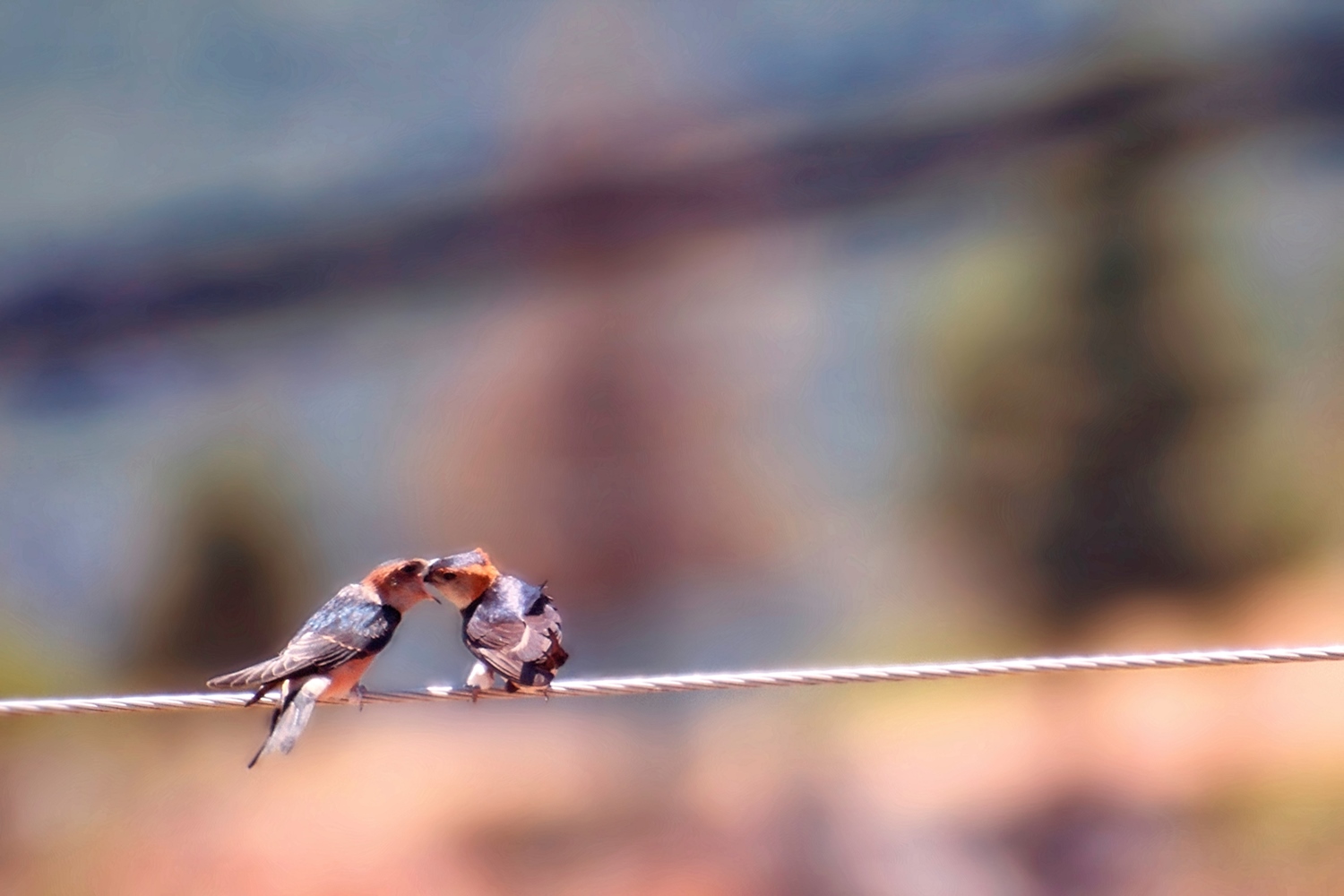 Kızıl kırlangıç » Red-rumped Swallow » Cecropis rufula