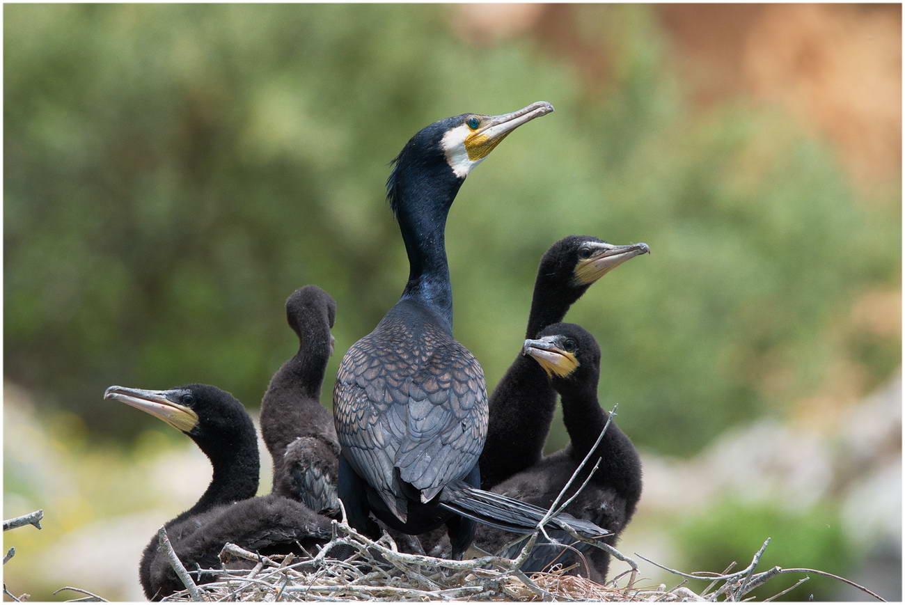 Karabatak » Great Cormorant » Phalacrocorax carbo