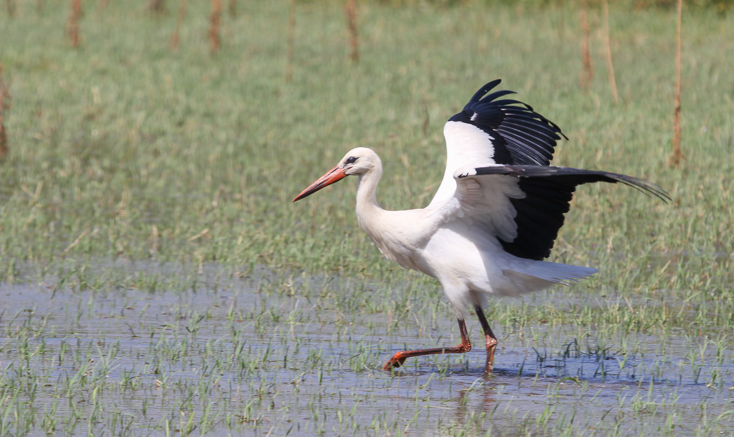 Leylek » White Stork » Ciconia ciconia