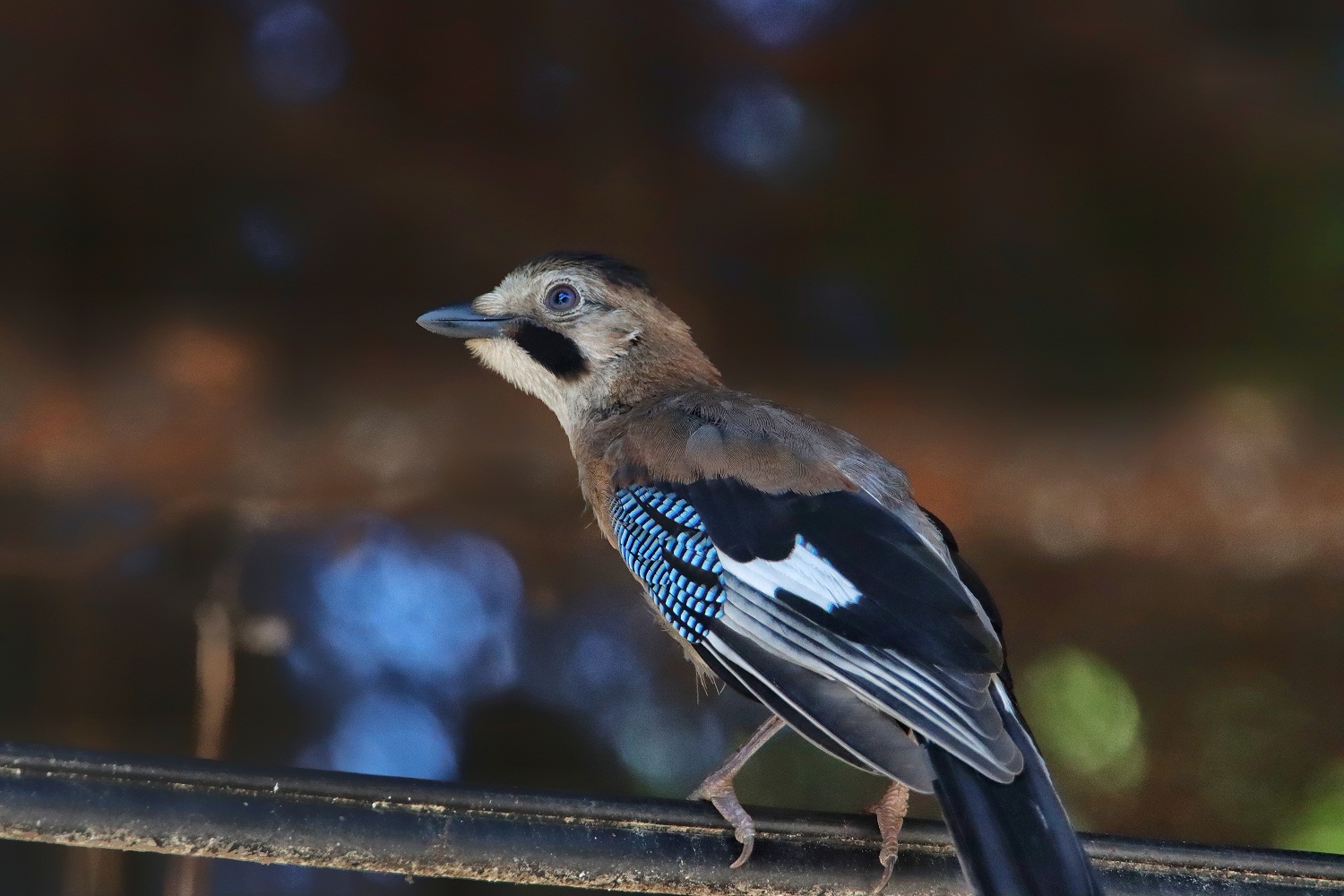 Alakarga » Eurasian Jay » Garrulus glandarius