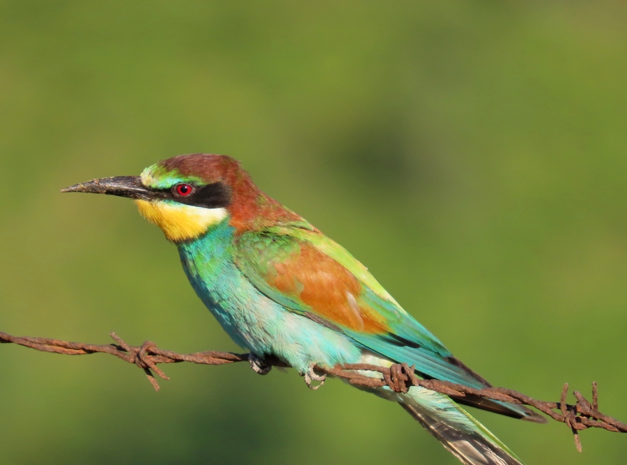 Arıkuşu » European Bee-eater » Merops apiaster