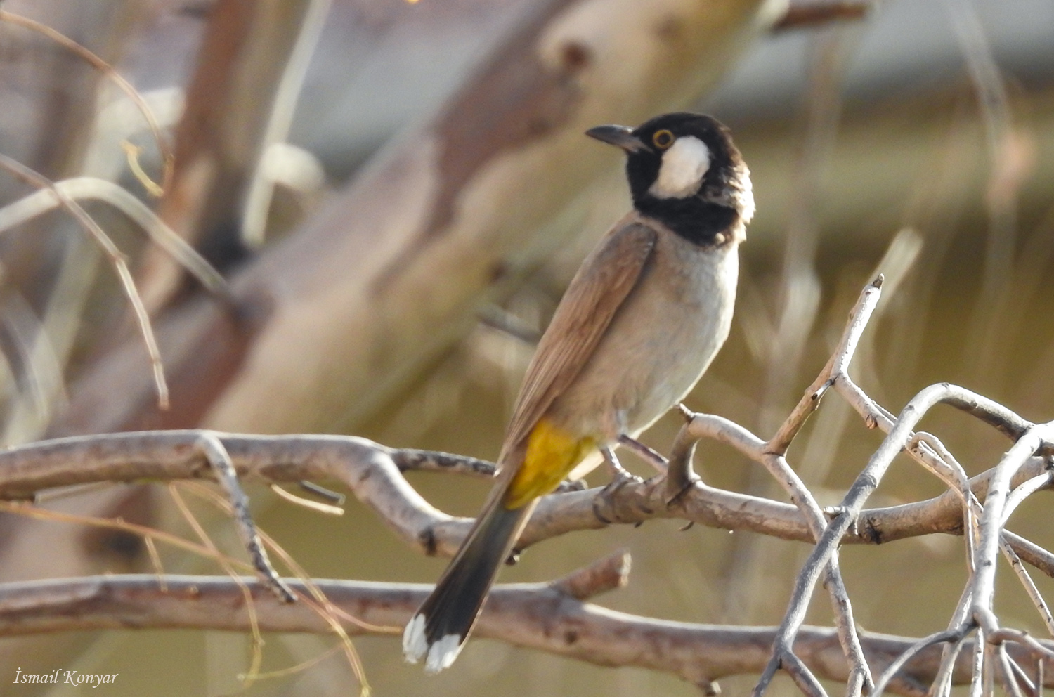 Akyanaklı arapbülbülü » White-eared Bulbul » Pycnonotus leucotis