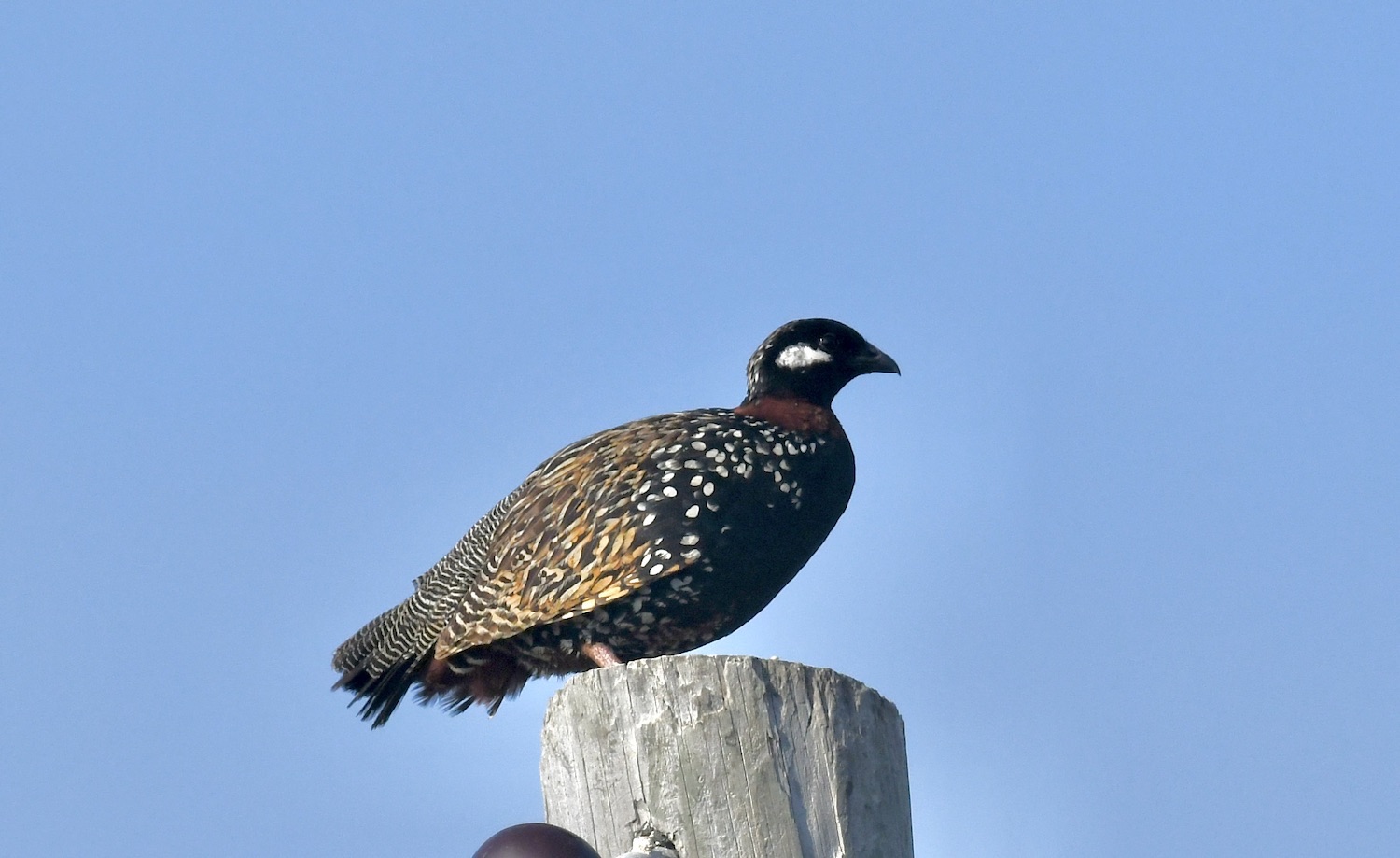 Turaç » Black Francolin » Francolinus francolinus