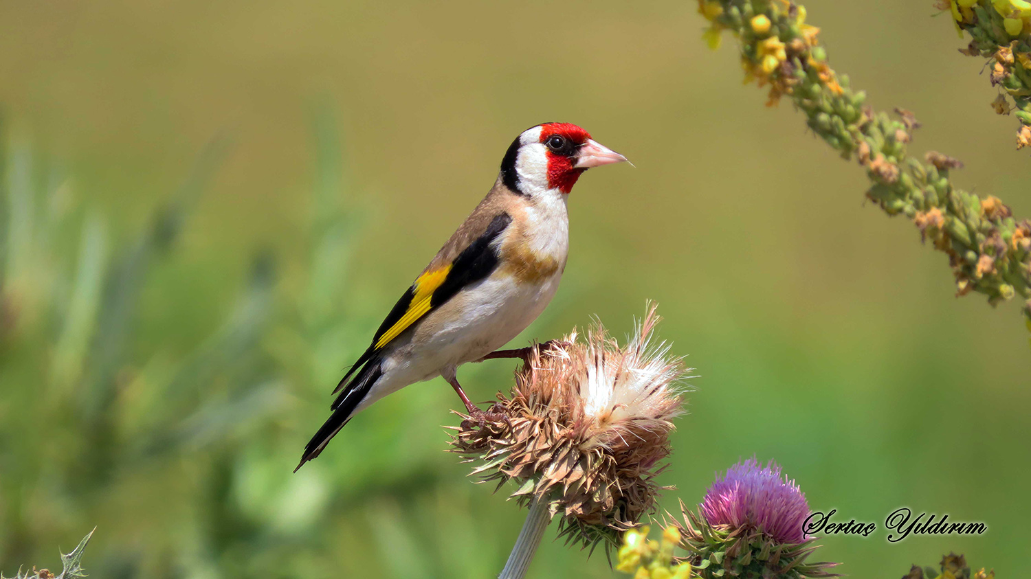 Saka » European Goldfinch » Carduelis carduelis