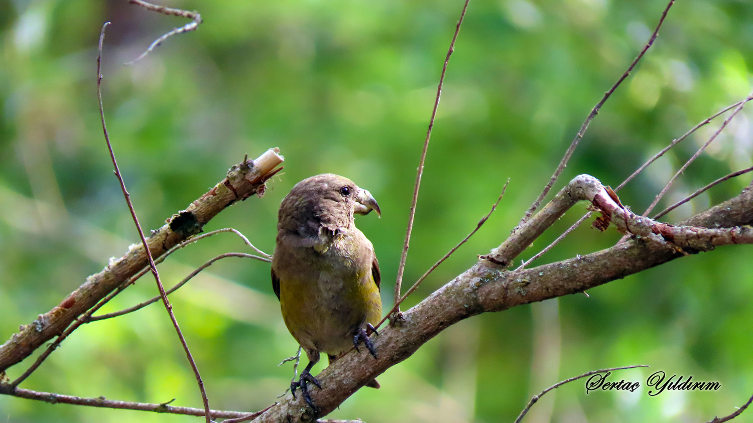 Çaprazgaga » Red Crossbill » Loxia curvirostra