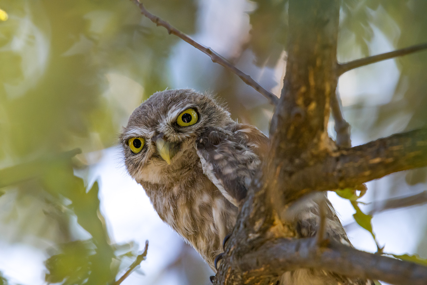 Kukumav » Little Owl » Athene noctua