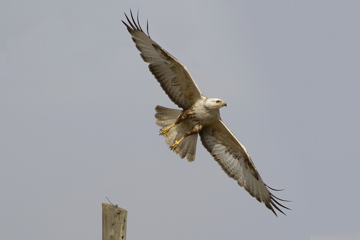 Kızıl şahin » Long-legged Buzzard » Buteo rufinus