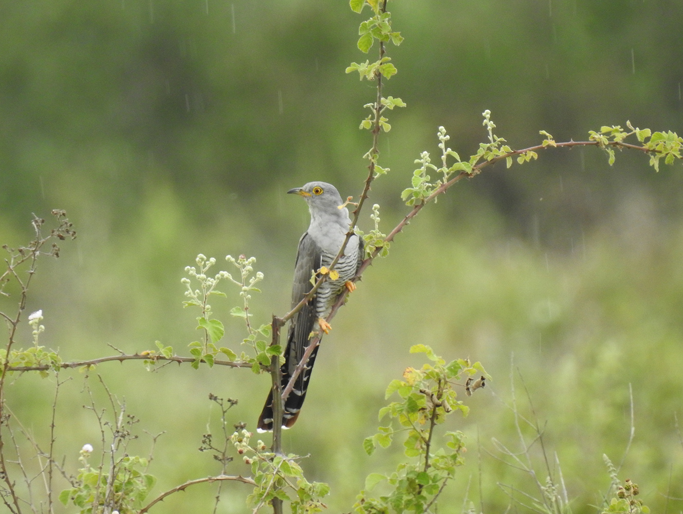 Guguk » Common Cuckoo » Cuculus canorus
