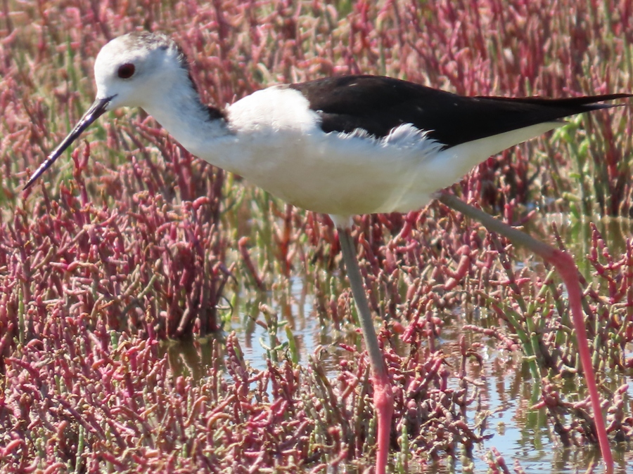 Uzunbacak » Black-winged Stilt » Himantopus himantopus
