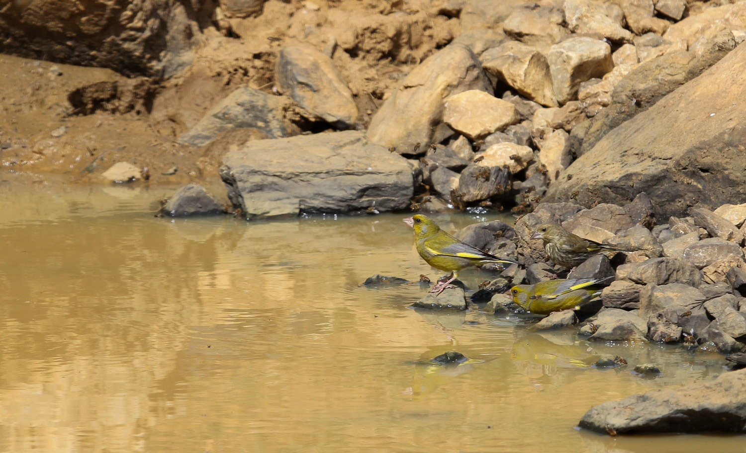 Florya » European Greenfinch » Chloris chloris