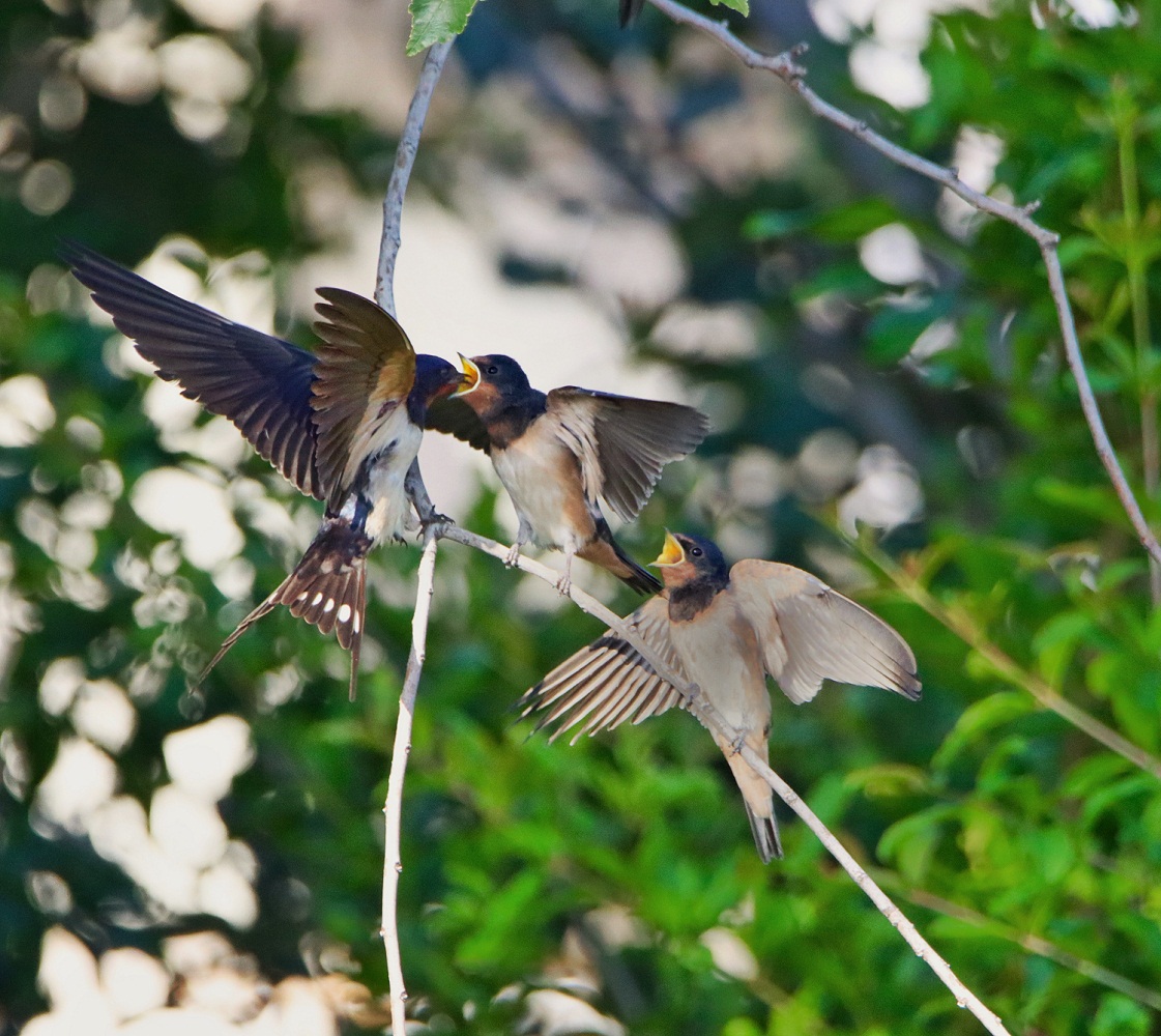 Kır kırlangıcı » Barn Swallow » Hirundo rustica