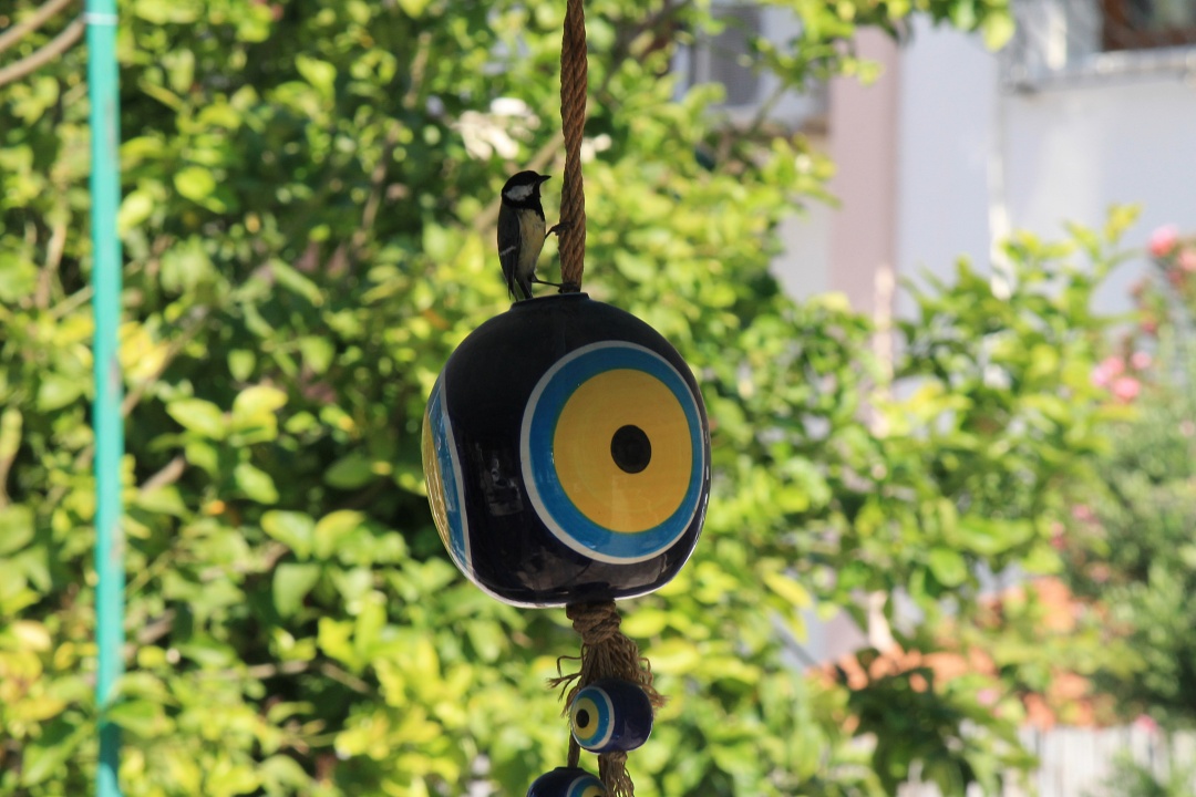 Büyük baştankara » Great Tit » Parus major