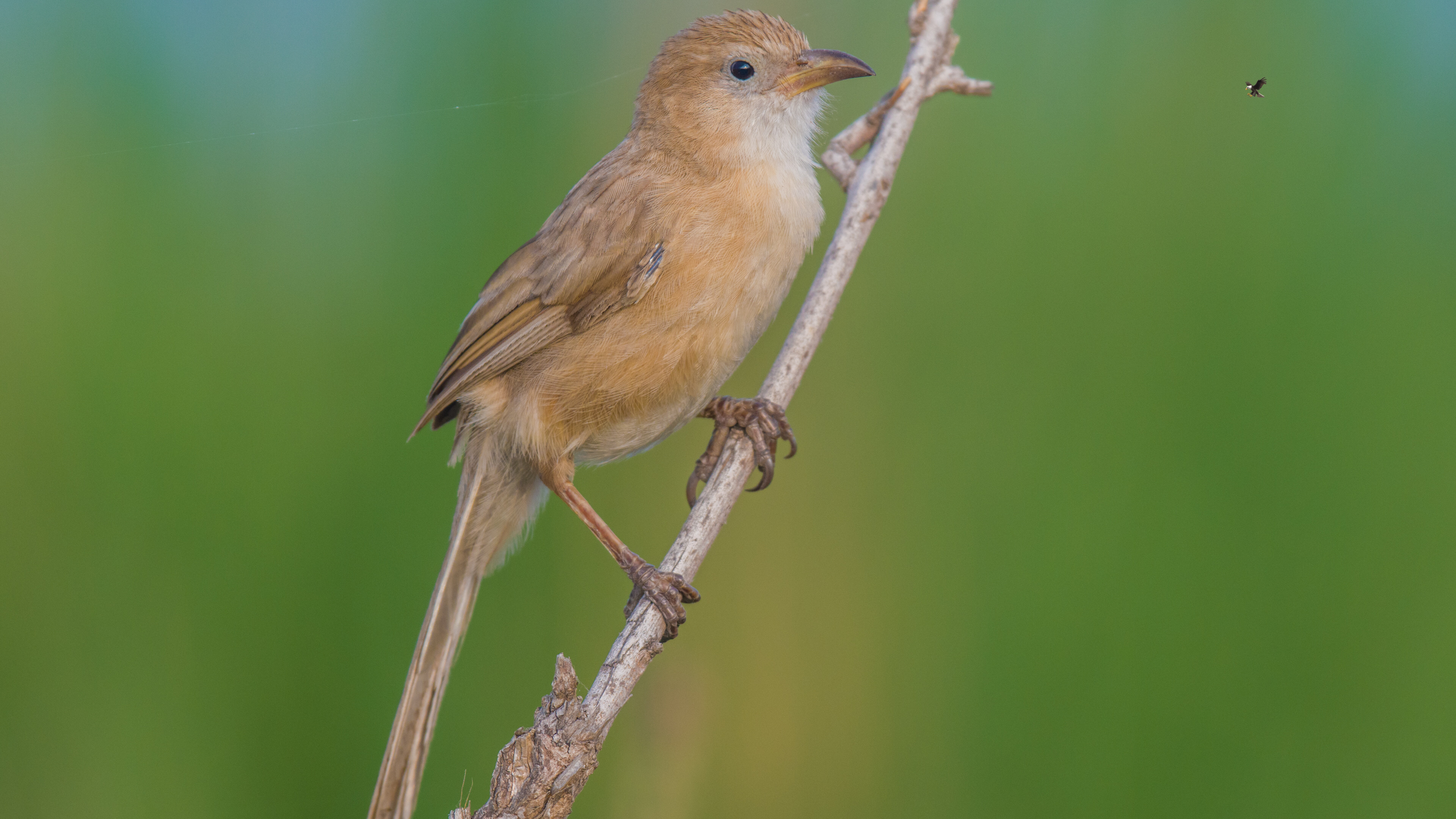 Irak yedikardeşi » Iraq Babbler » Argya altirostris