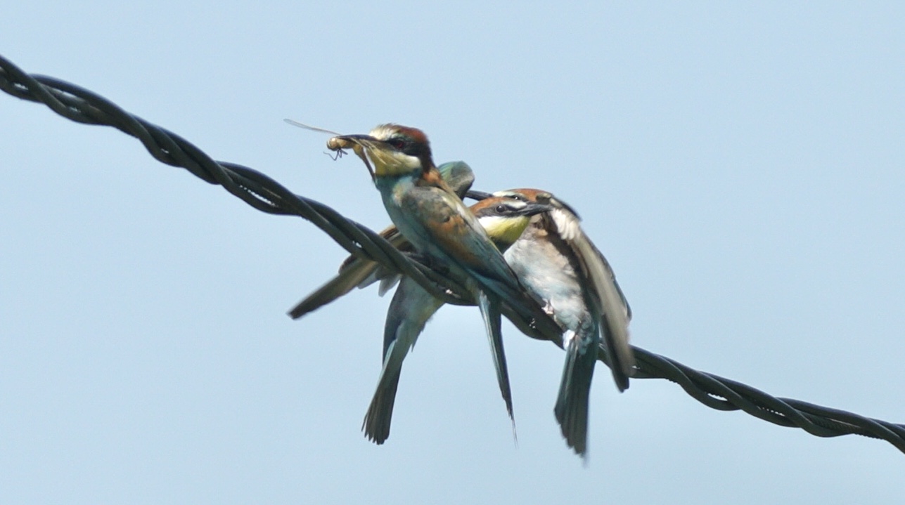 Arıkuşu » European Bee-eater » Merops apiaster