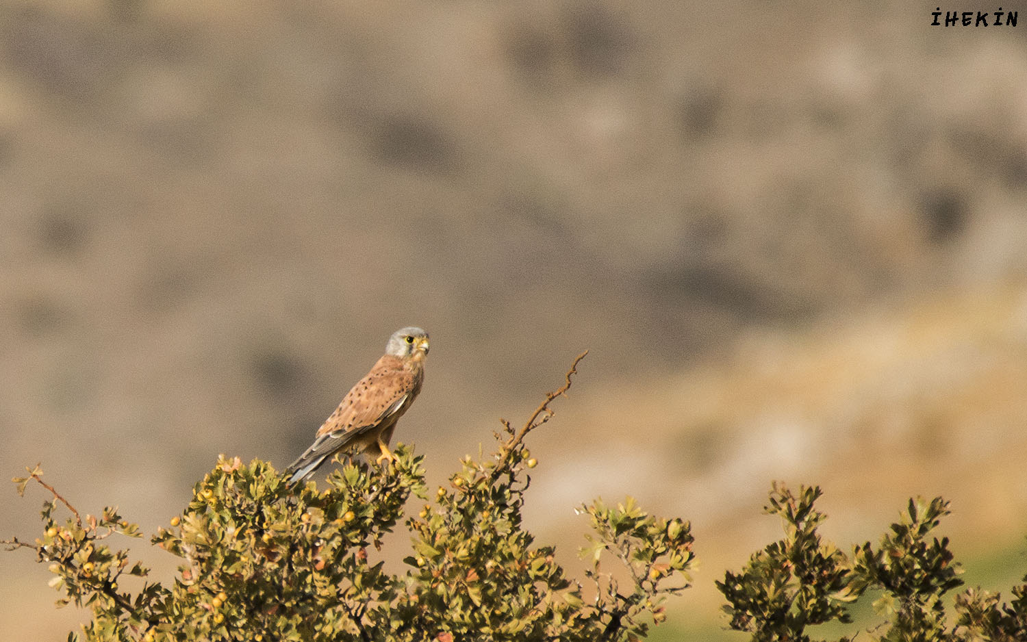 Kerkenez » Common Kestrel » Falco tinnunculus