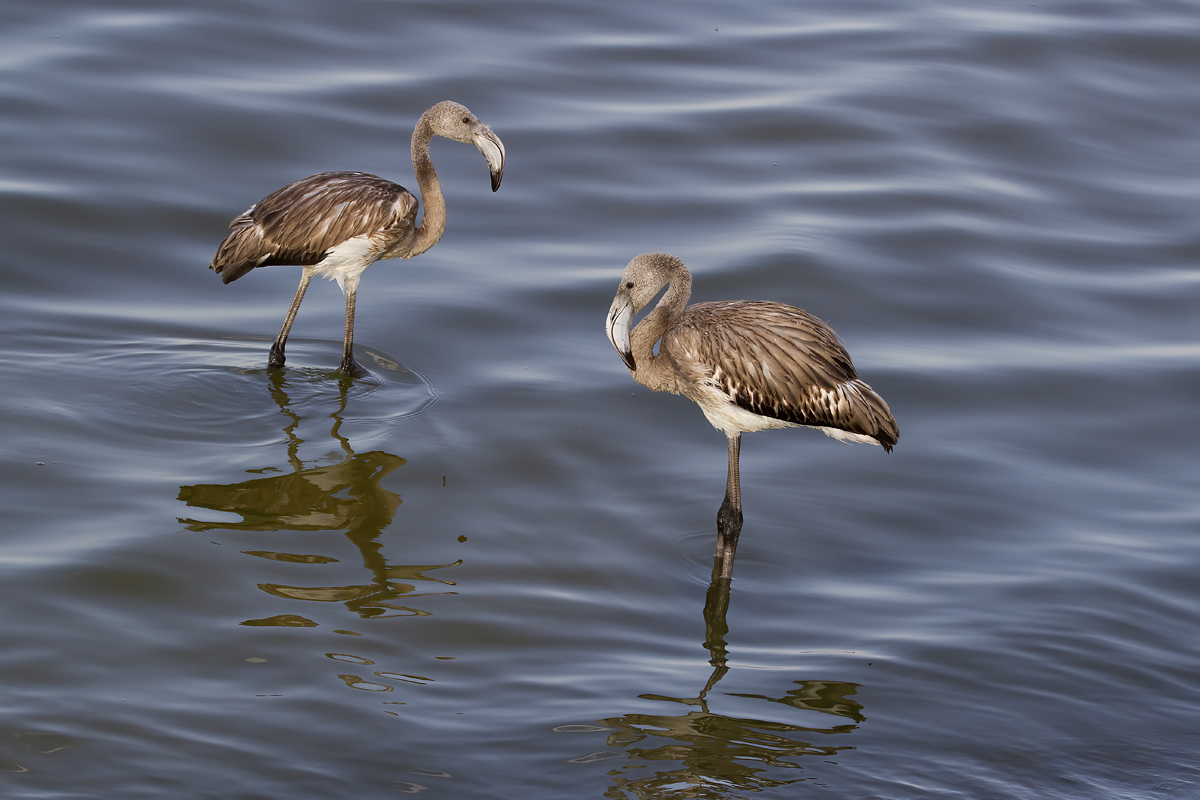 Flamingo » Greater Flamingo » Phoenicopterus roseus
