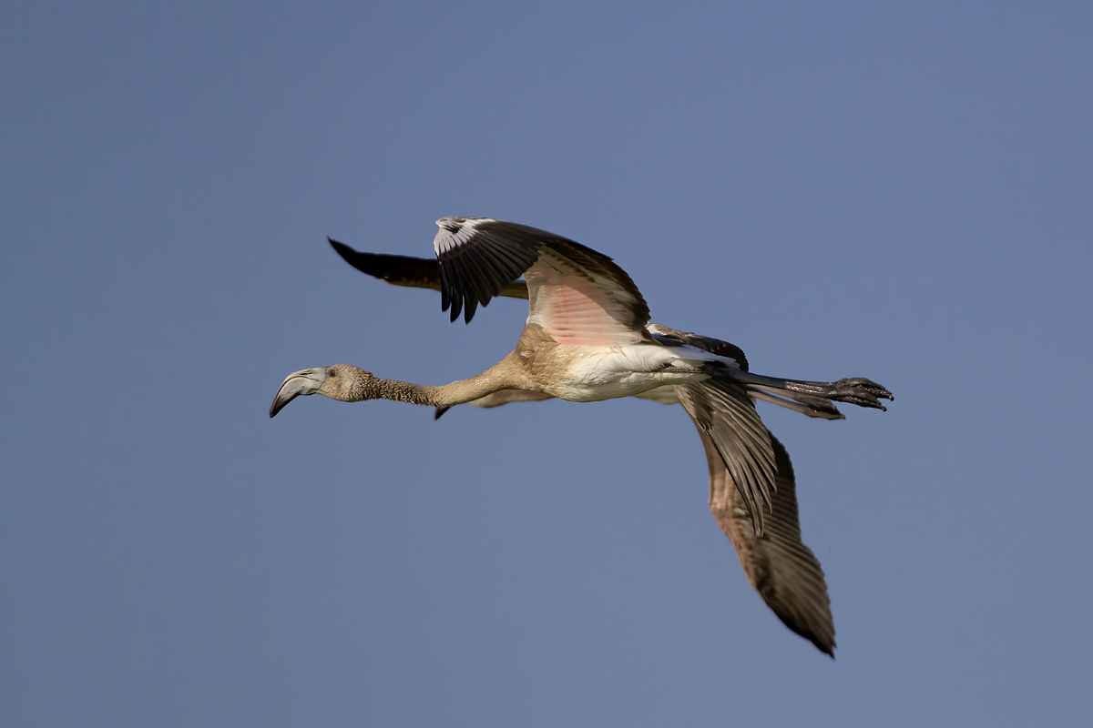 Flamingo » Greater Flamingo » Phoenicopterus roseus