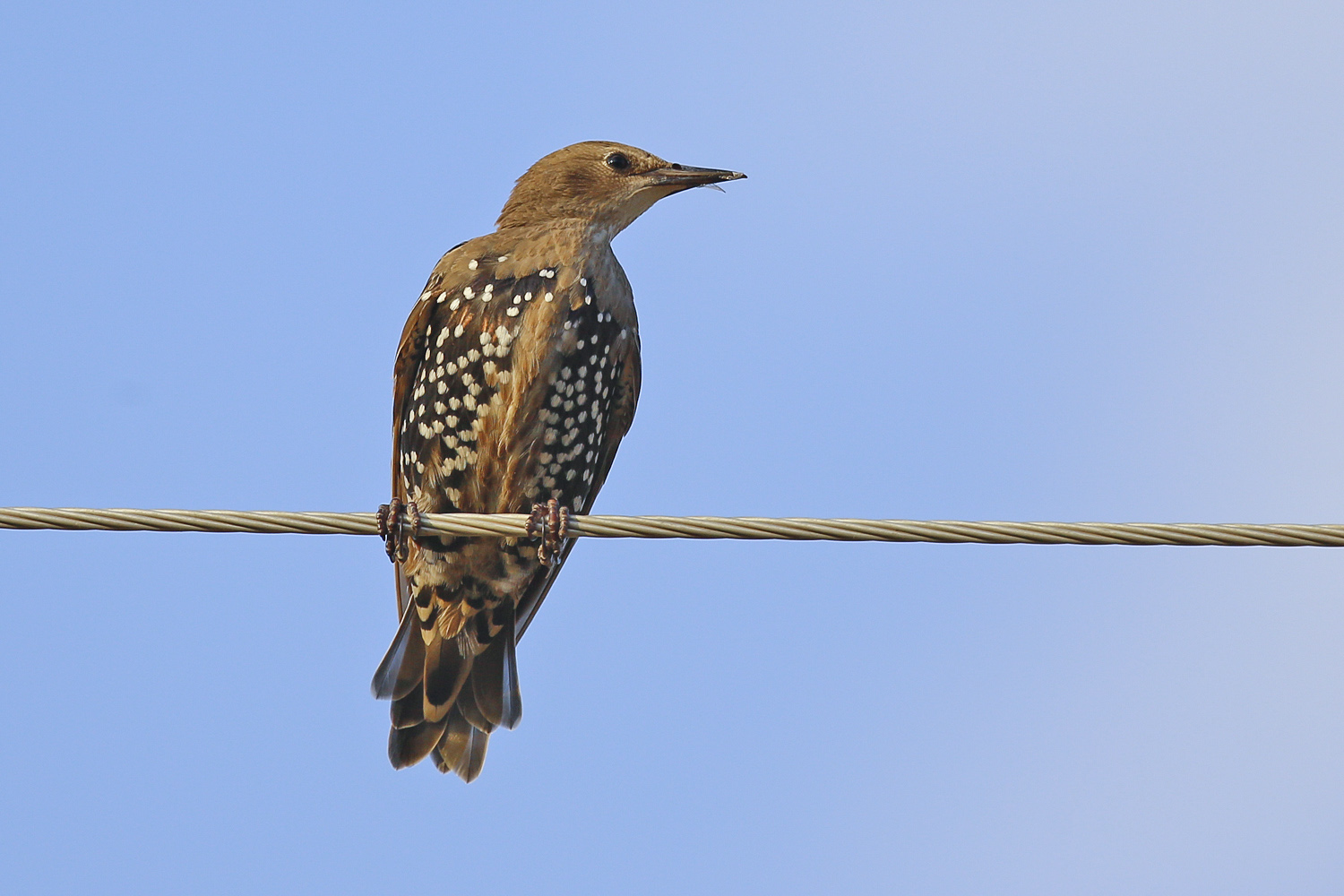 Sığırcık » Common Starling » Sturnus vulgaris