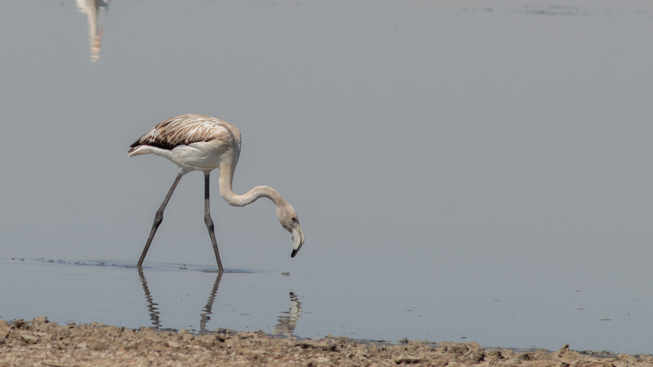 Flamingo » Greater Flamingo » Phoenicopterus roseus