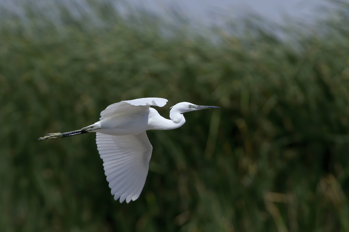 Küçük ak balıkçıl » Little Egret » Egretta garzetta