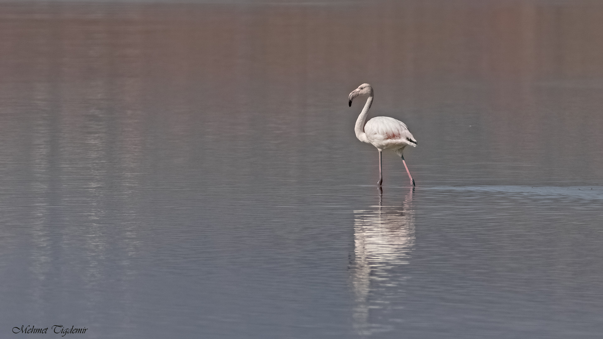 Flamingo