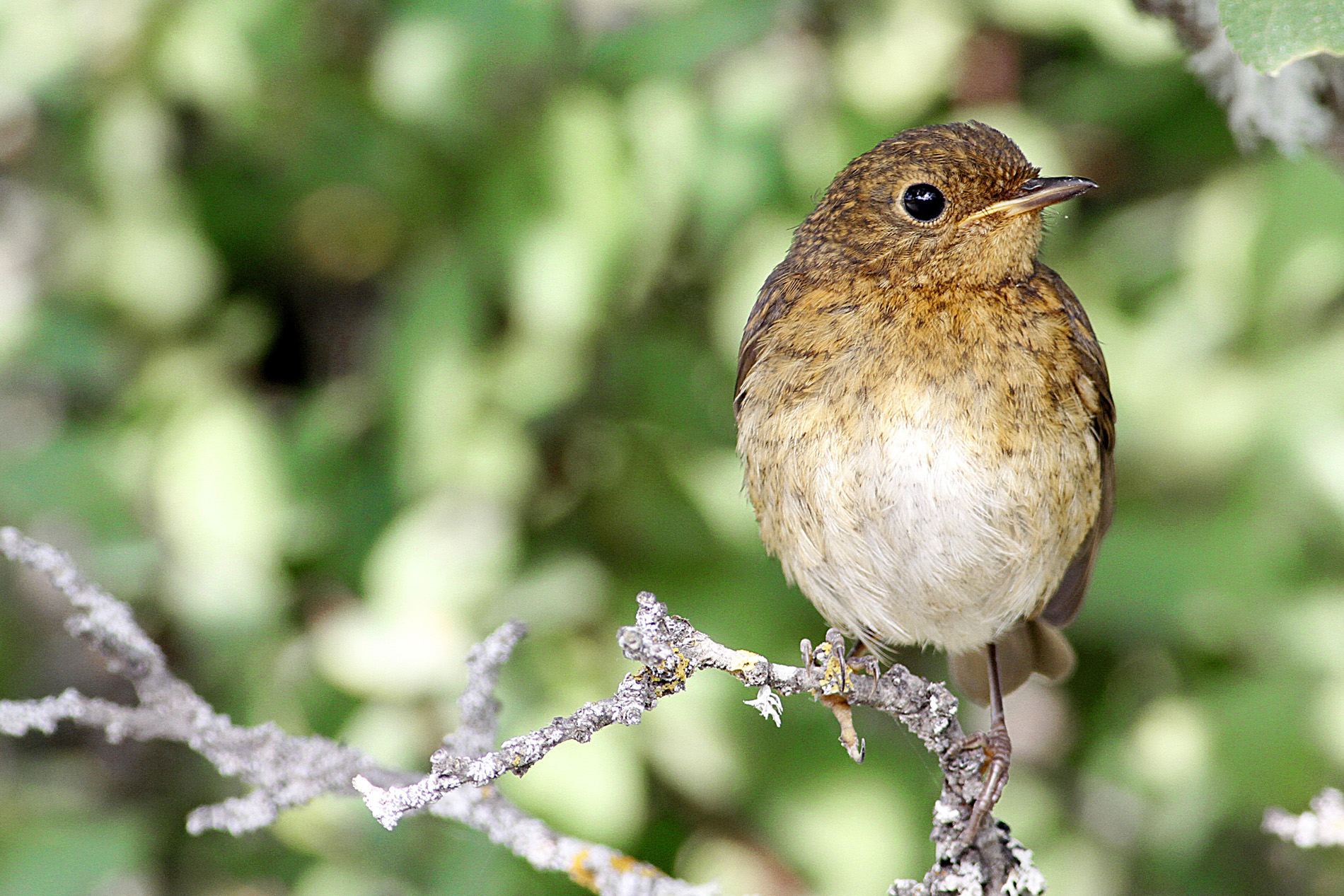 Kızılgerdan » European Robin » Erithacus rubecula