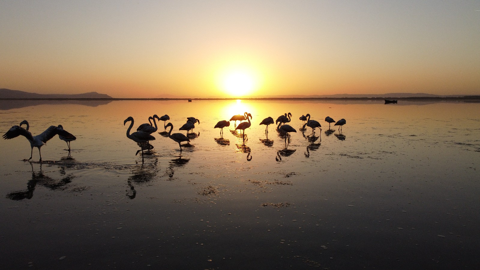Flamingo » Greater Flamingo » Phoenicopterus roseus