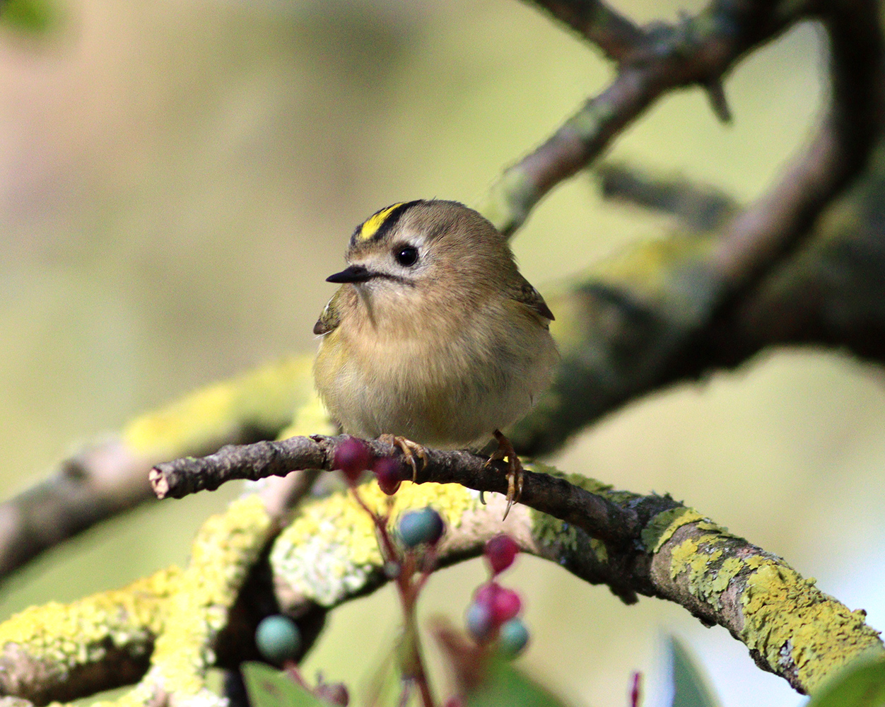 Çalıkuşu » Goldcrest » Regulus regulus 