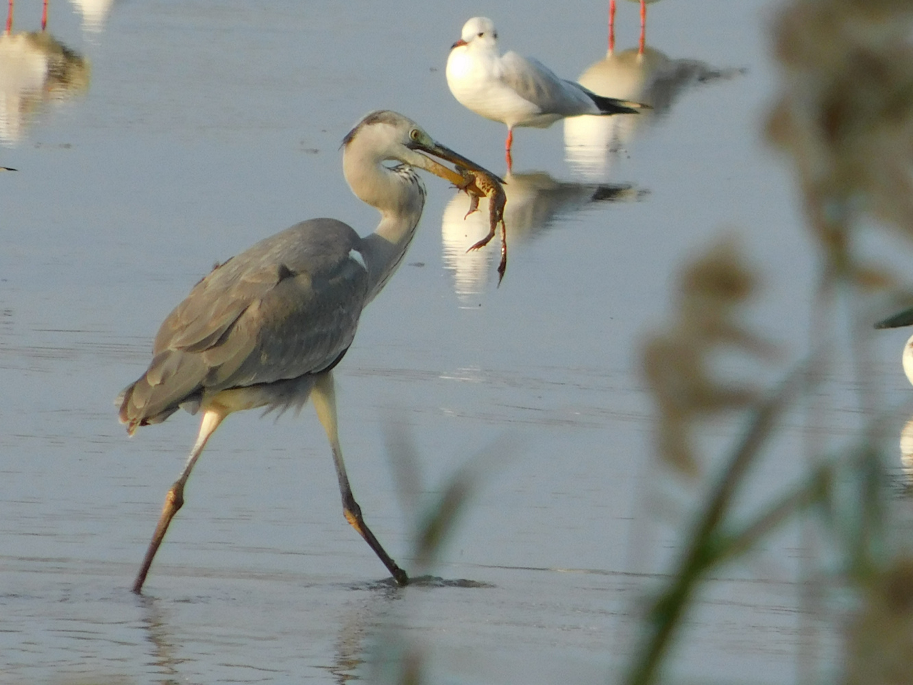 Gri balıkçıl » Grey Heron » Ardea cinerea