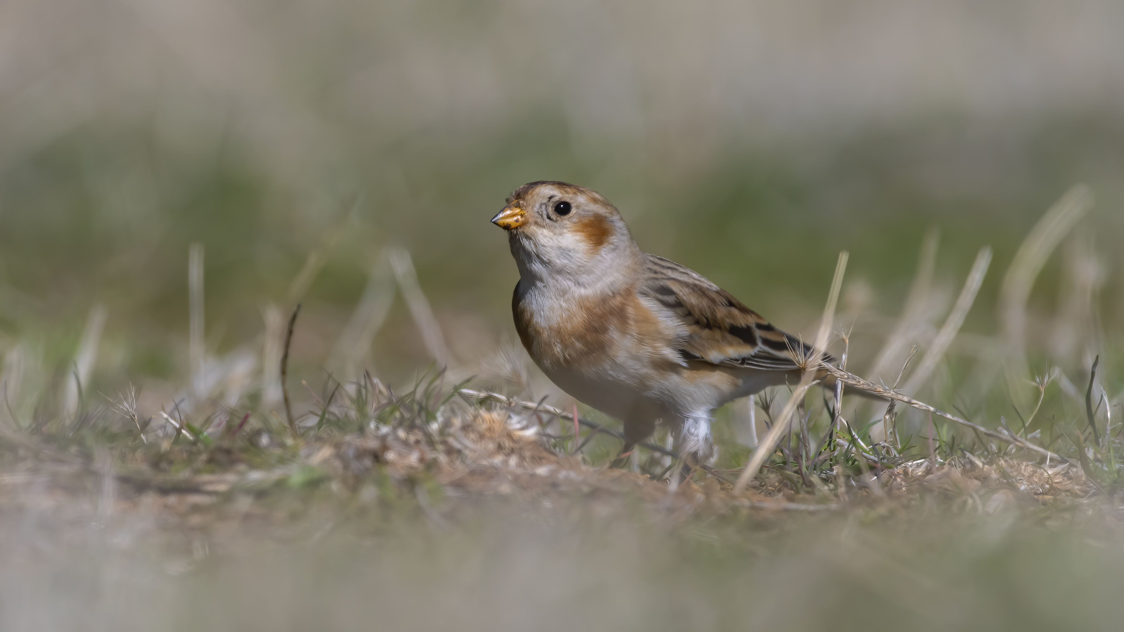 Alaca kirazkuşu » Snow Bunting » Plectrophenax nivalis