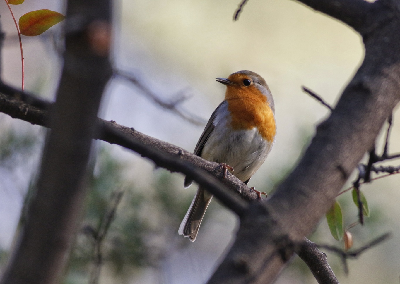 Kızılgerdan » European Robin » Erithacus rubecula
