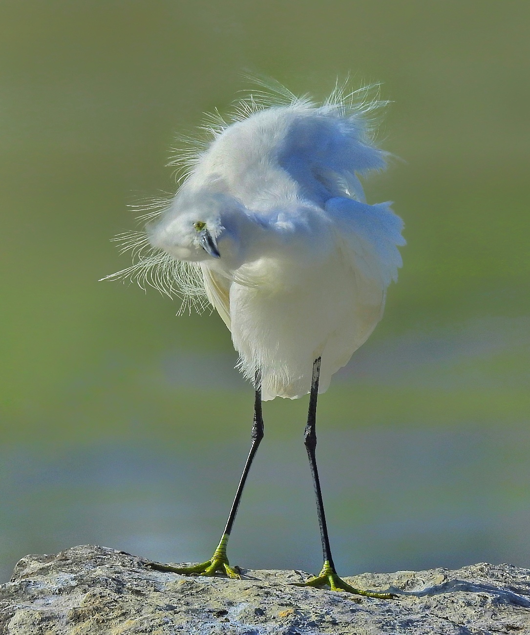 Küçük ak balıkçıl » Little Egret » Egretta garzetta