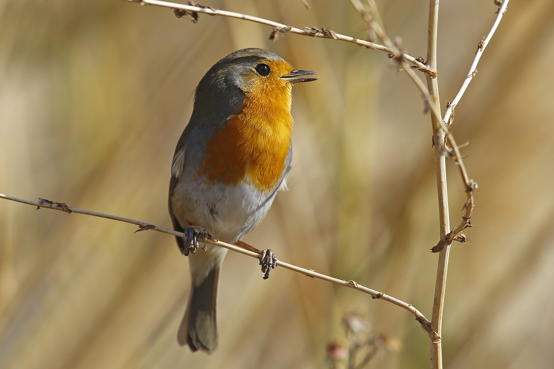 Kızılgerdan » European Robin » Erithacus rubecula